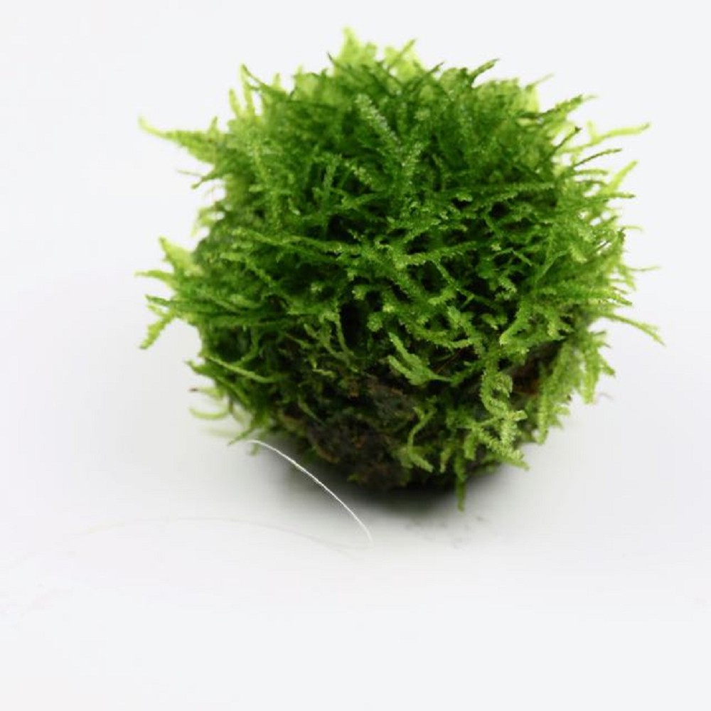 Floating moss ball (versicularia) and a suction cup Bijzonderheden